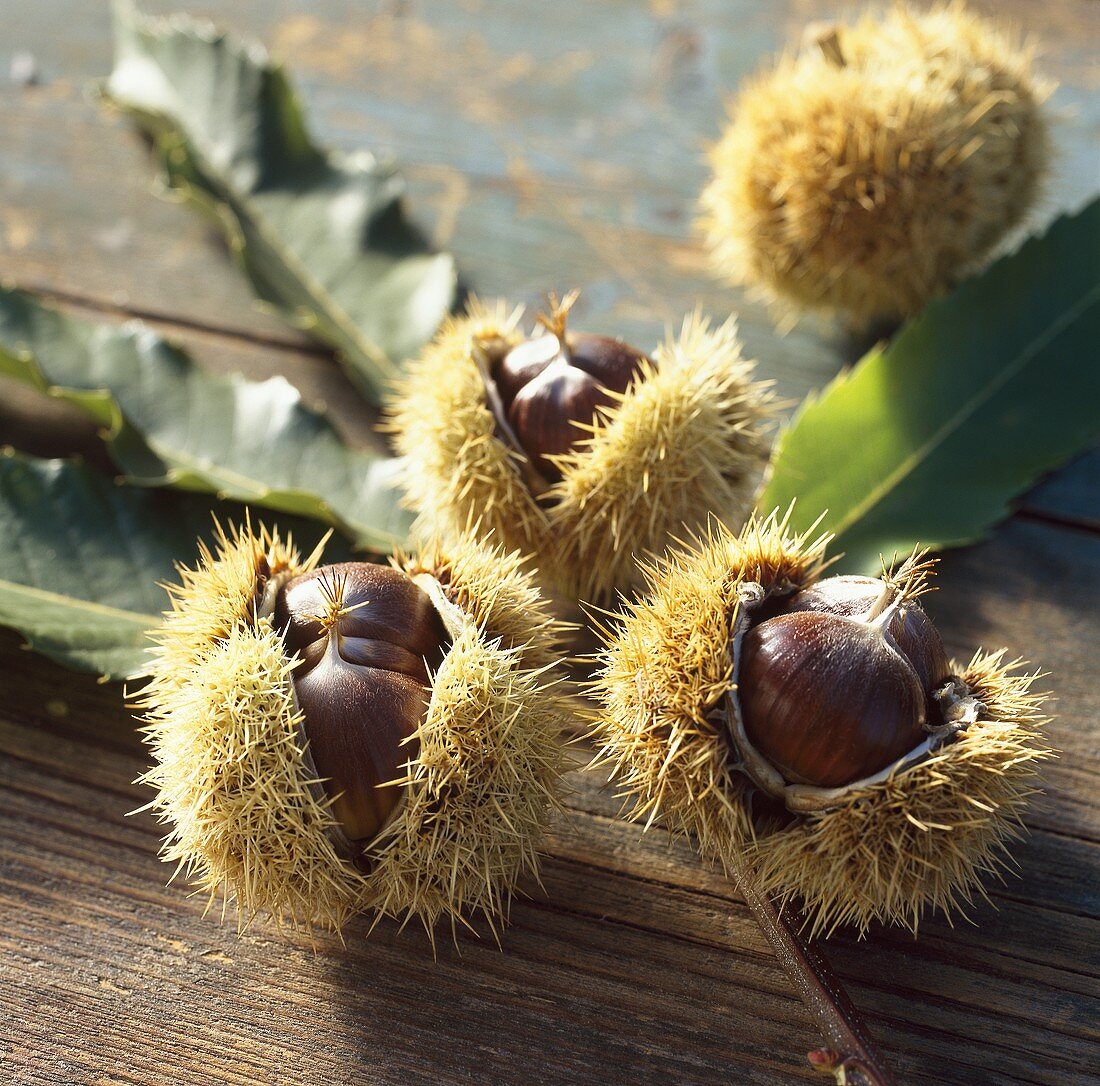 Sweet chestnuts (Castanea sativa)