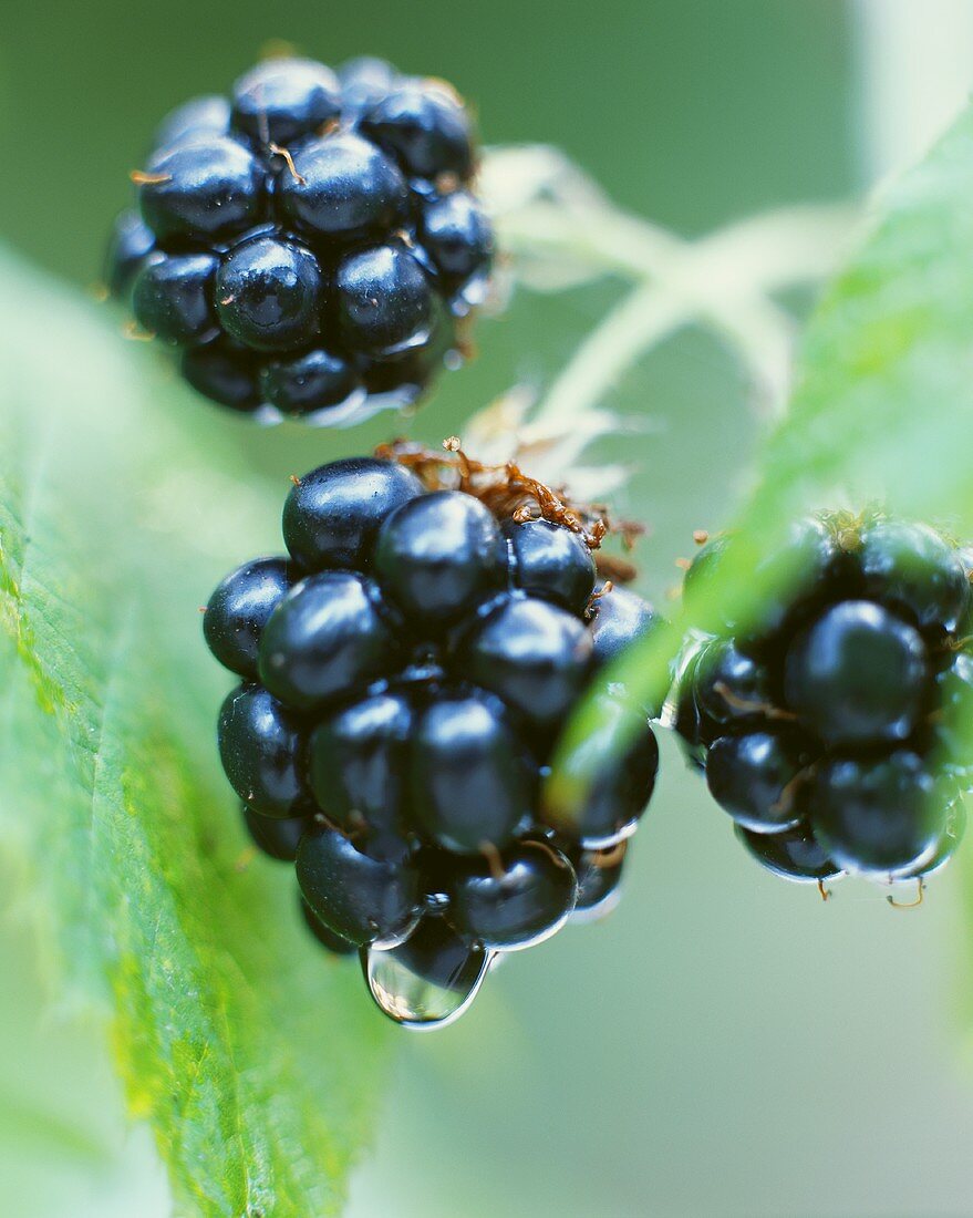 Blackberries on the bush (close-up)