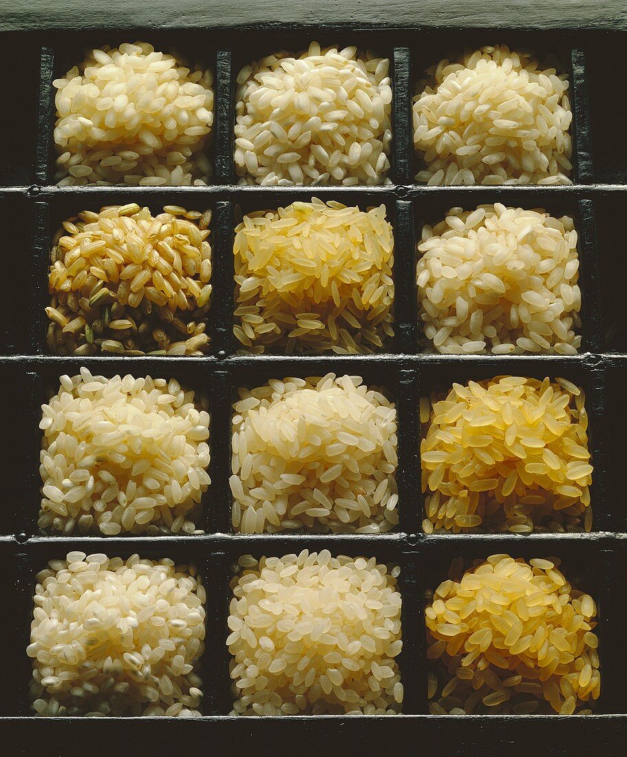 Verschiedene Reissorten im Setzkasten