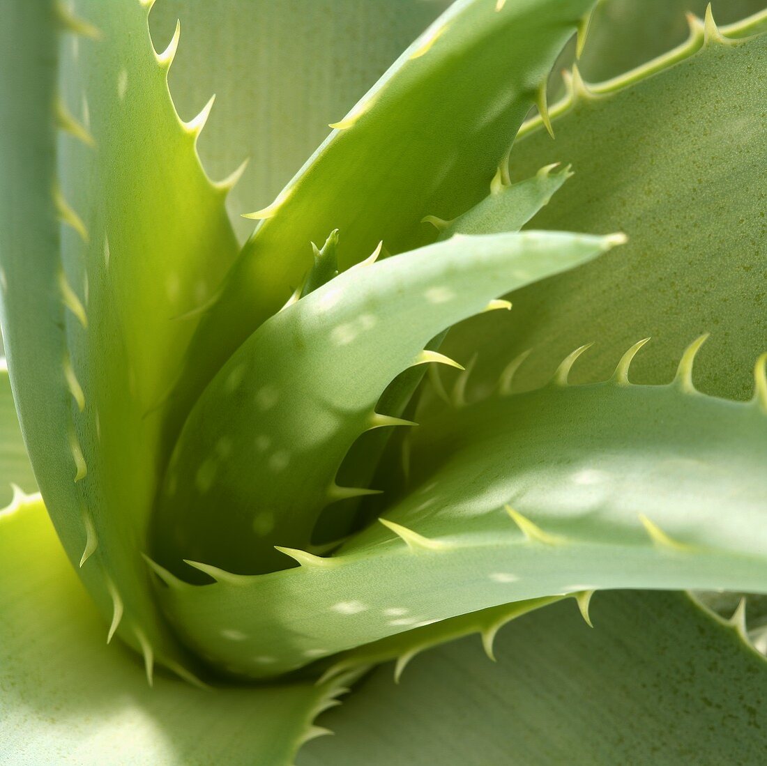 Aloe vera (close-up)