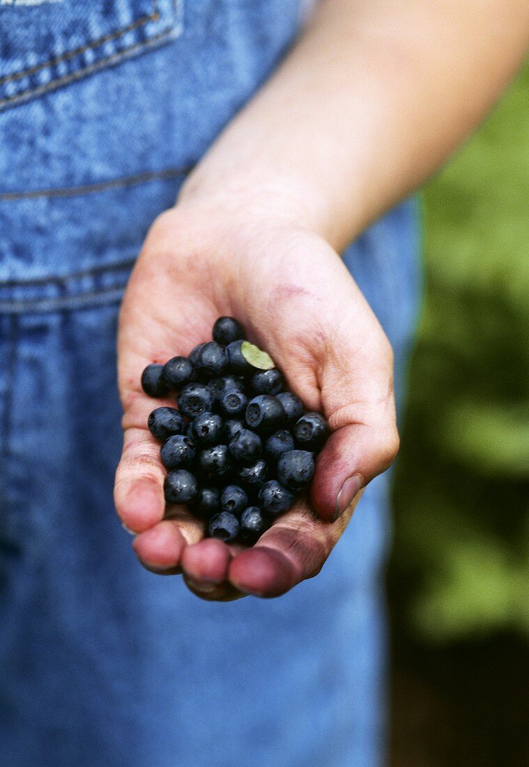 Hands holding fresh blueberries