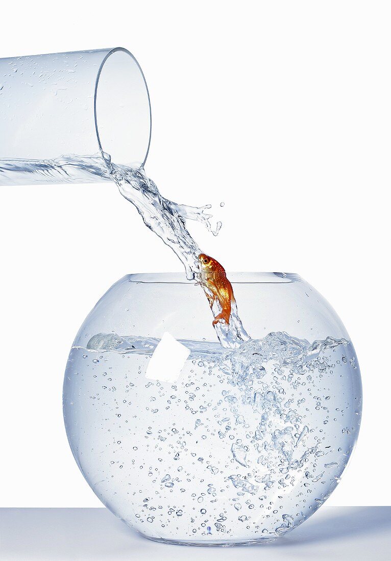 Goldfish trying to swim up a stream of water