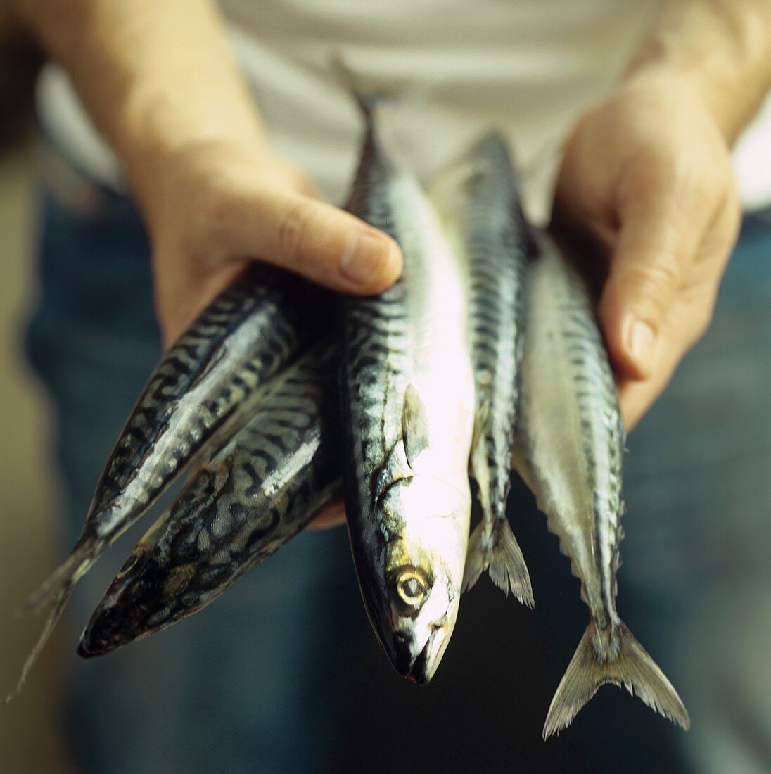 Hands holding fresh mackerel