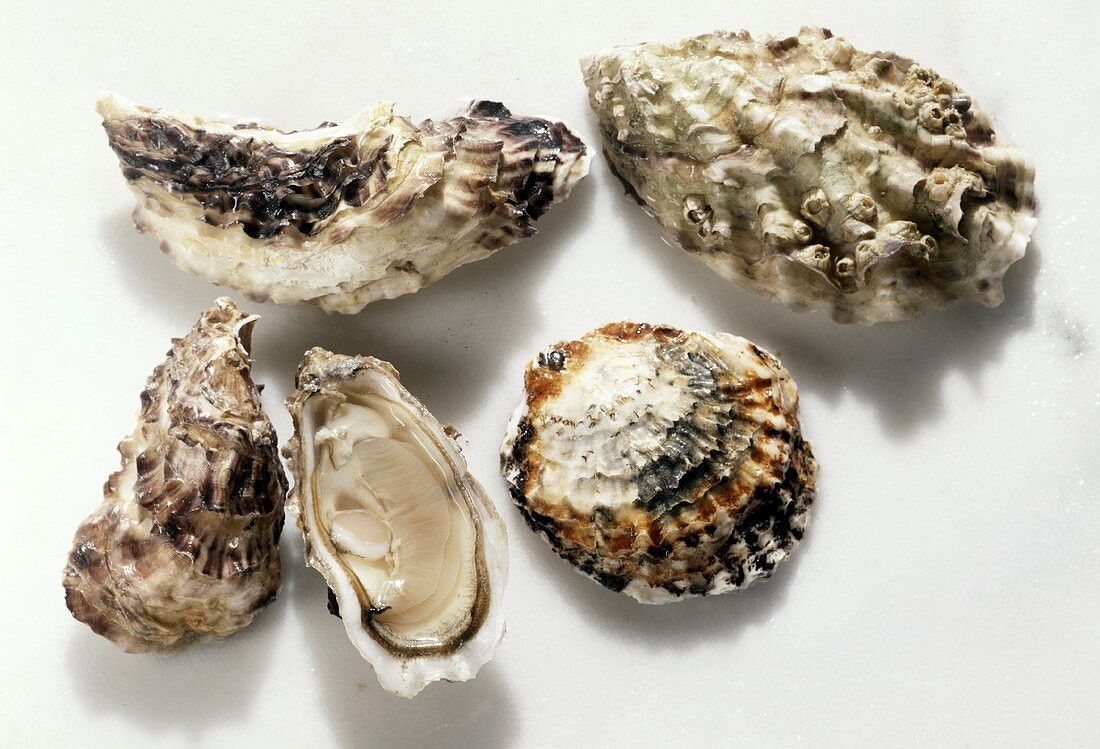 Various oysters, one opened
