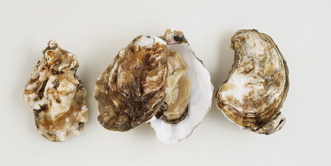 Three oysters