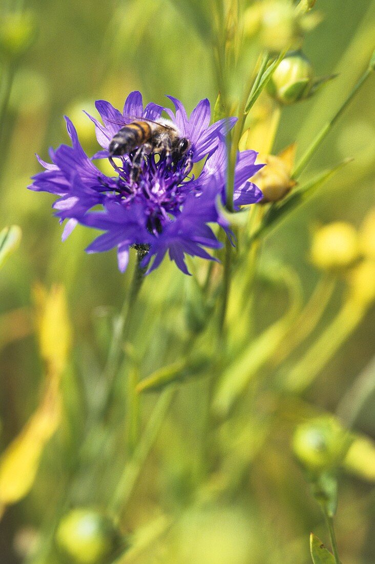 Kornblume mit Biene