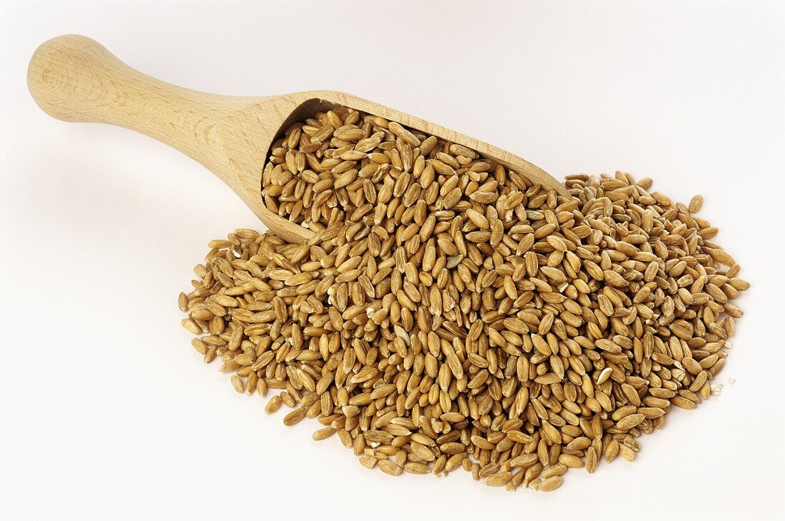 Spelt grains on wooden scoop (Triticum spelta)