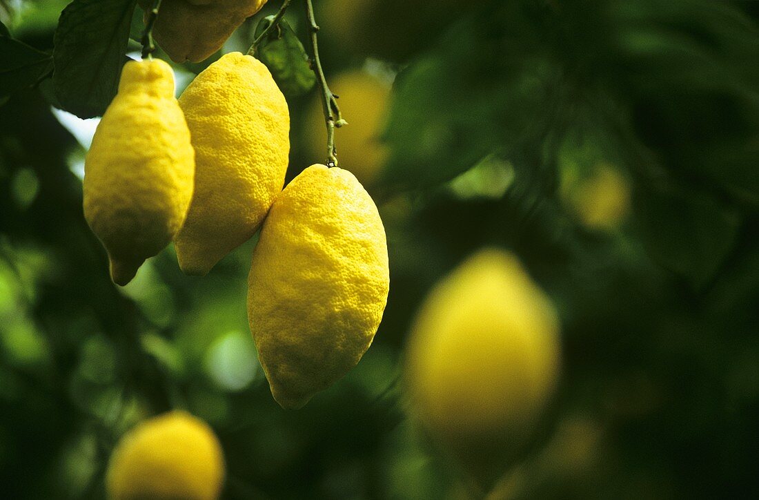 Lemons on the tree (Italy, Amalfi coast)