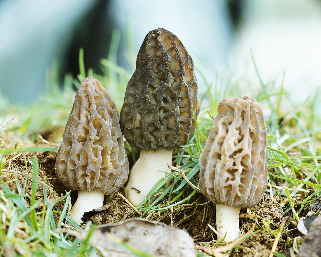 Black morels (Morchella conica)