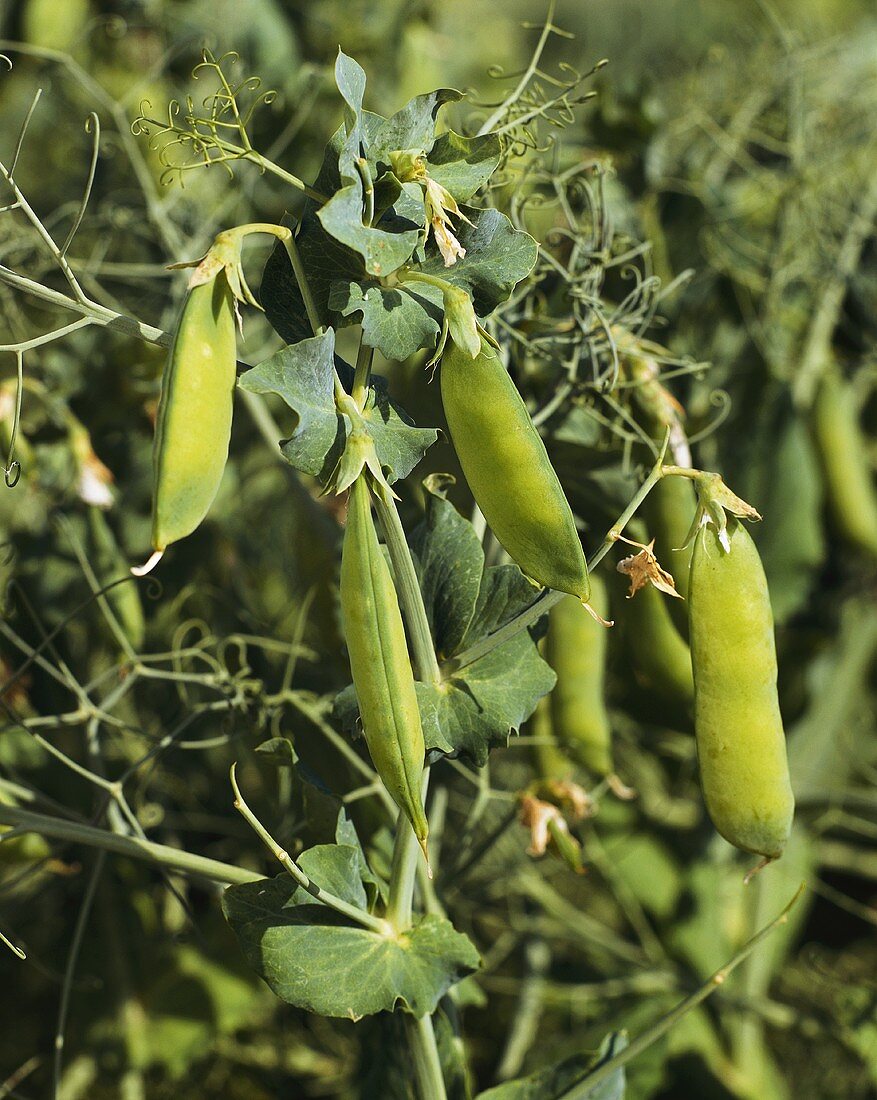 Pea pods on the plant