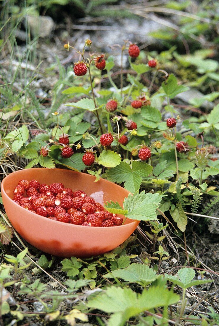 Walderdbeeren pflücken