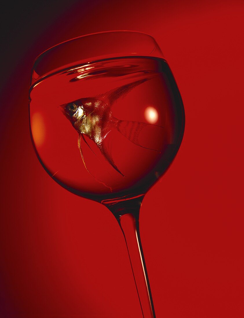 Goldfisch im Weinglas vor rotem Hintergrund