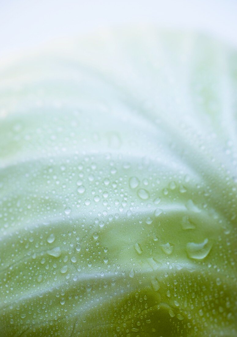 Close-up of a white cabbage with drops of water