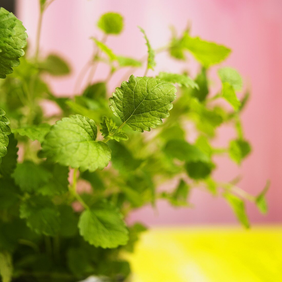 Lemon balm