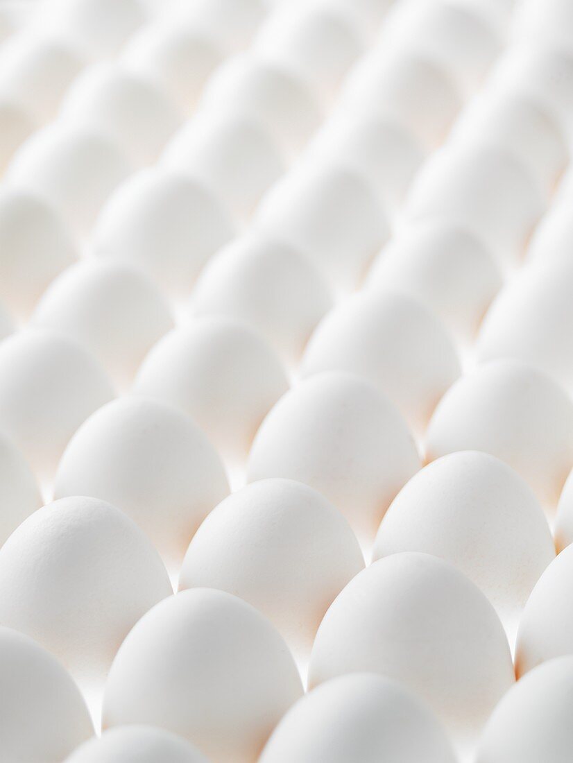 Viele weiße Eier in Reih und Glied, bildfüllend