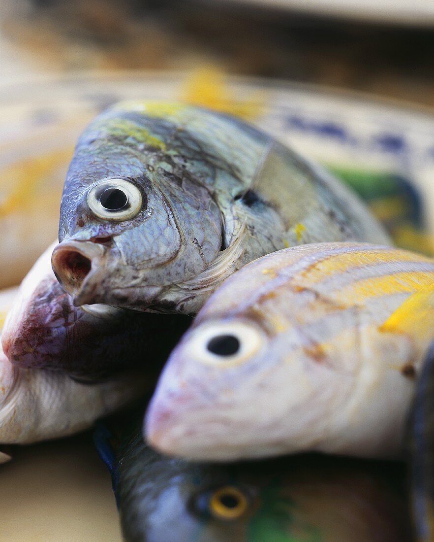 Verschiedene frische Fische auf einem Teller