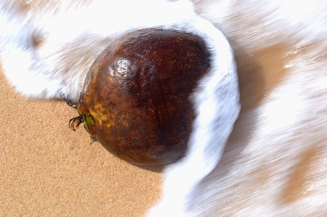 Kokosnuss in Aussenschale wird von Welle am Strand erfasst