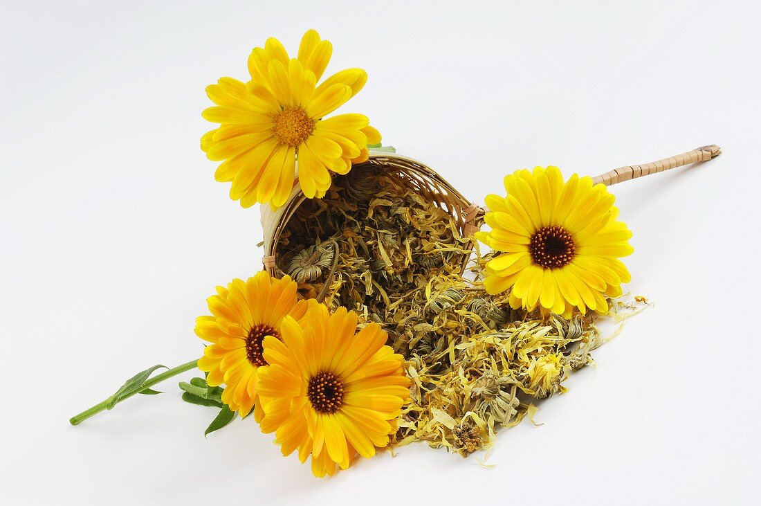 Frische und getrocknete Ringelblumenblüten