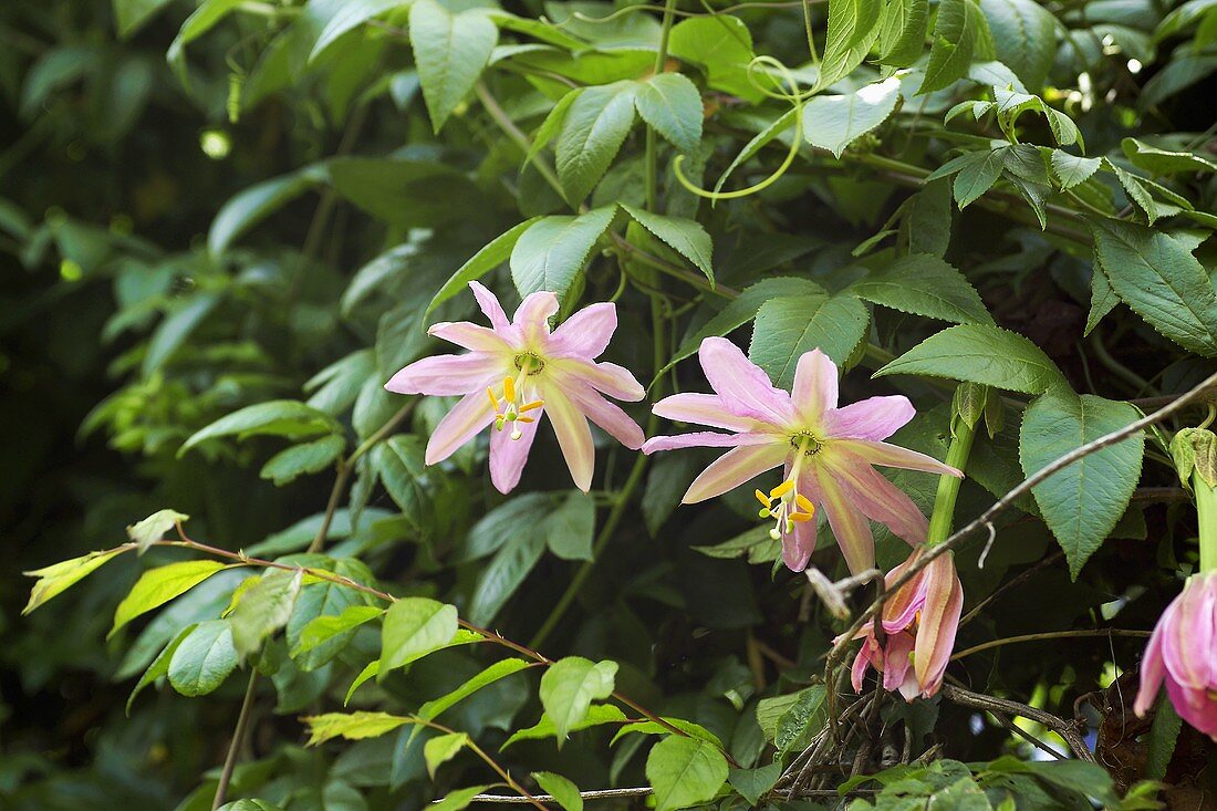 Curubablüte (Blüte einer Passionsfrucht)