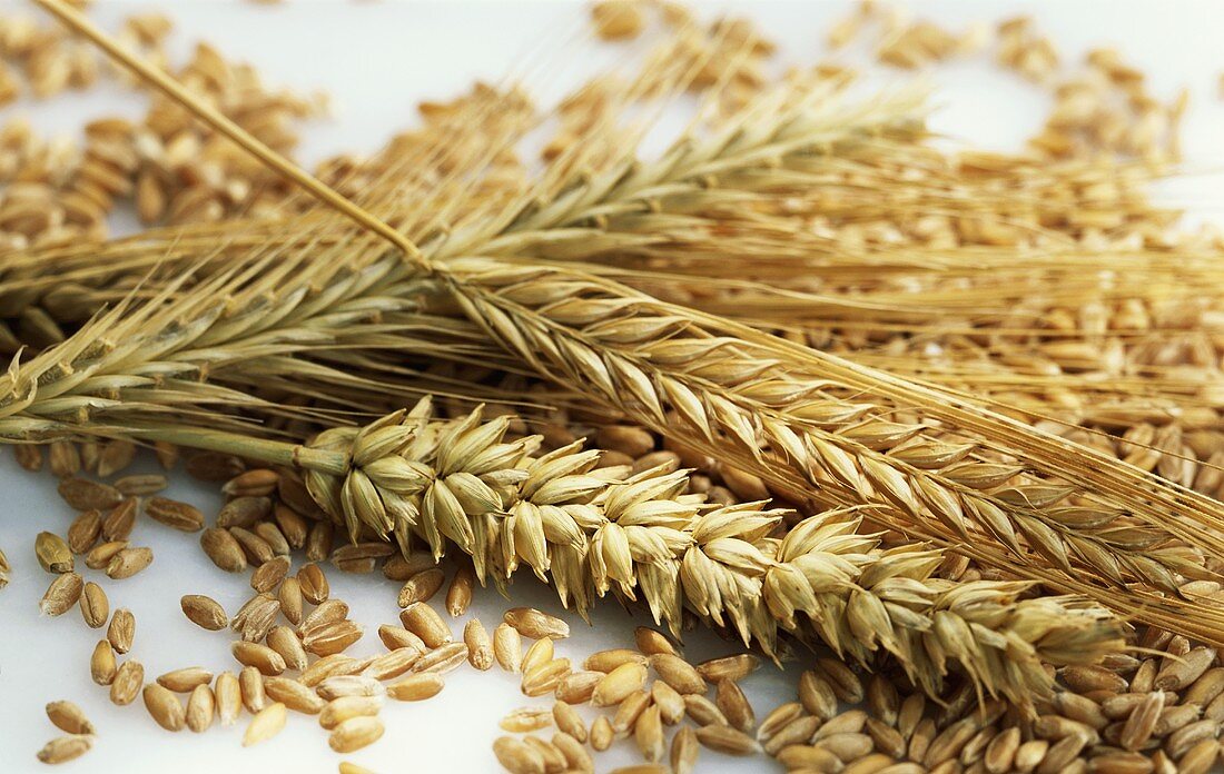 Cereal ears and grains (barley, rye, wheat)