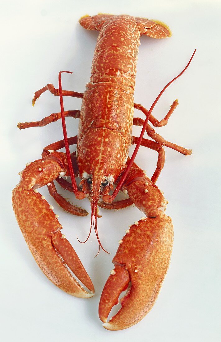 A lobster, cooked