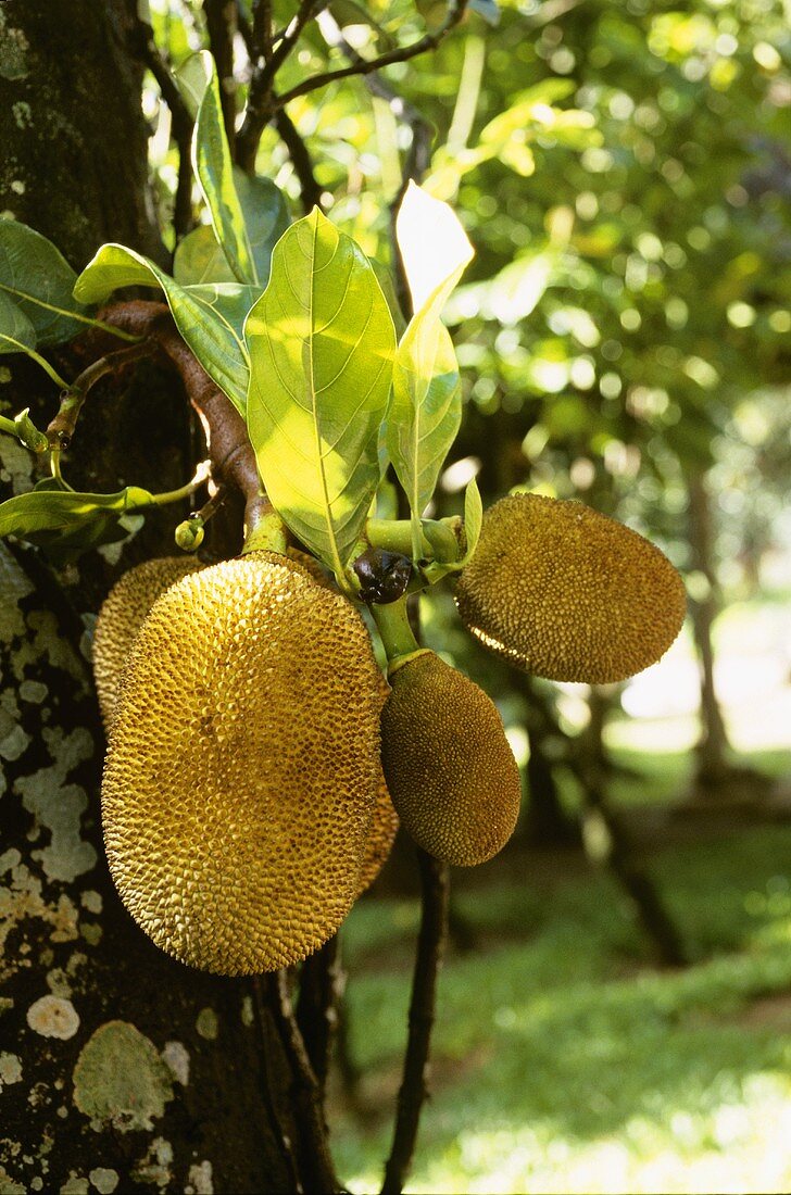 Breadfruit on the tree