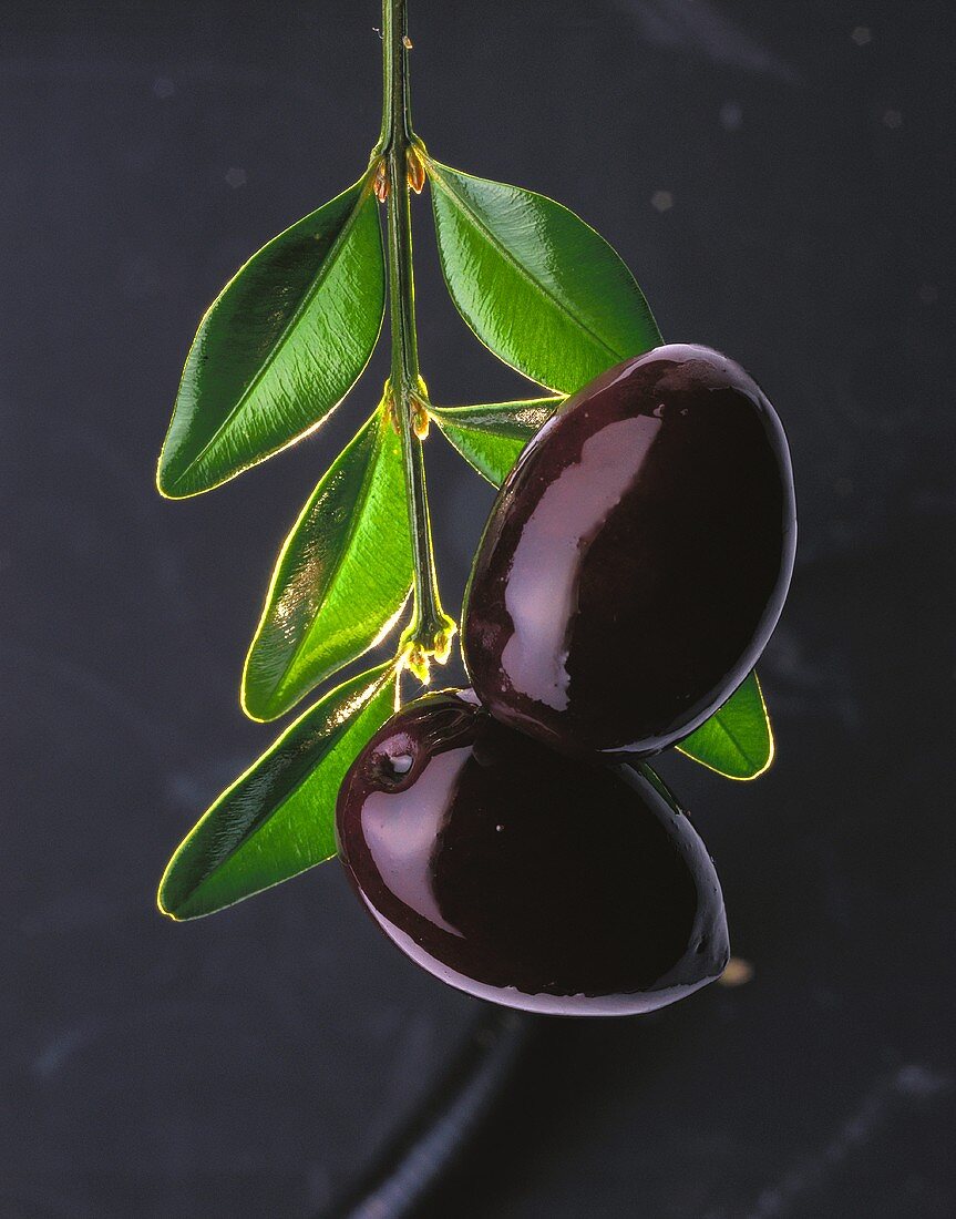 Olivenzweig mit zwei schwarzen Oliven