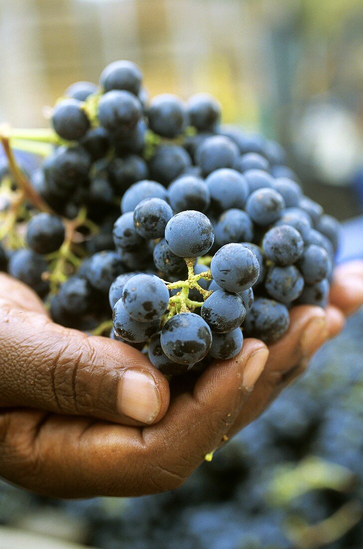 Cabernet Sauvignon grapes, Stellenbosch, S. Africa