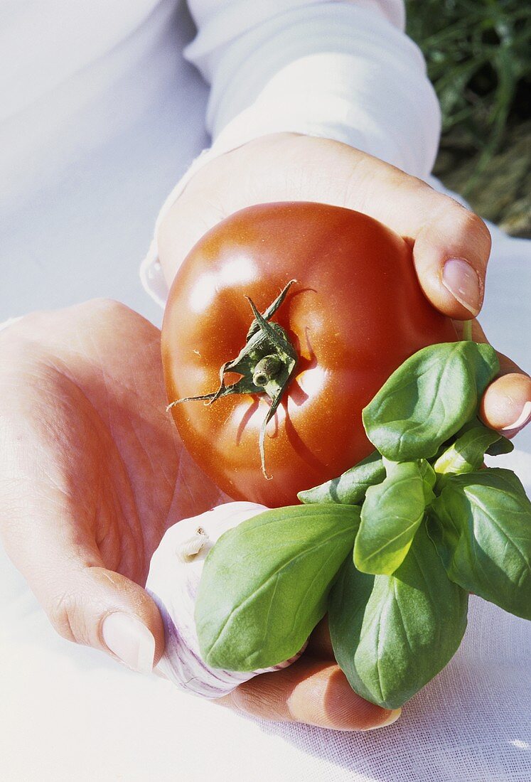 Hands holding tomato with basil