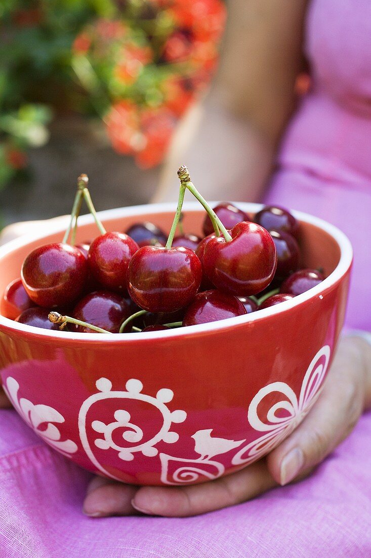 Hands holding a bowl of fresh cherries