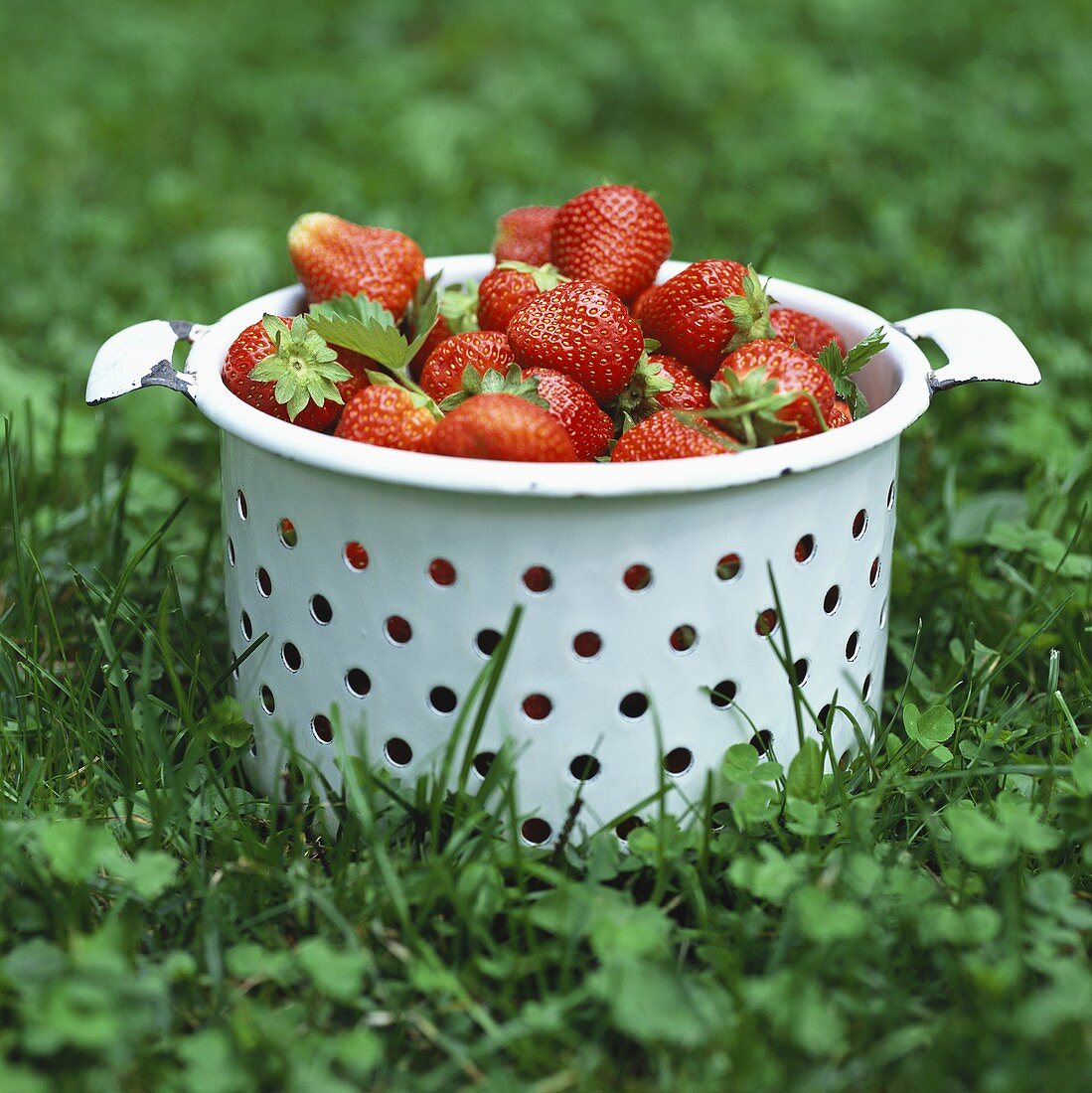 Freshly picked strawberries