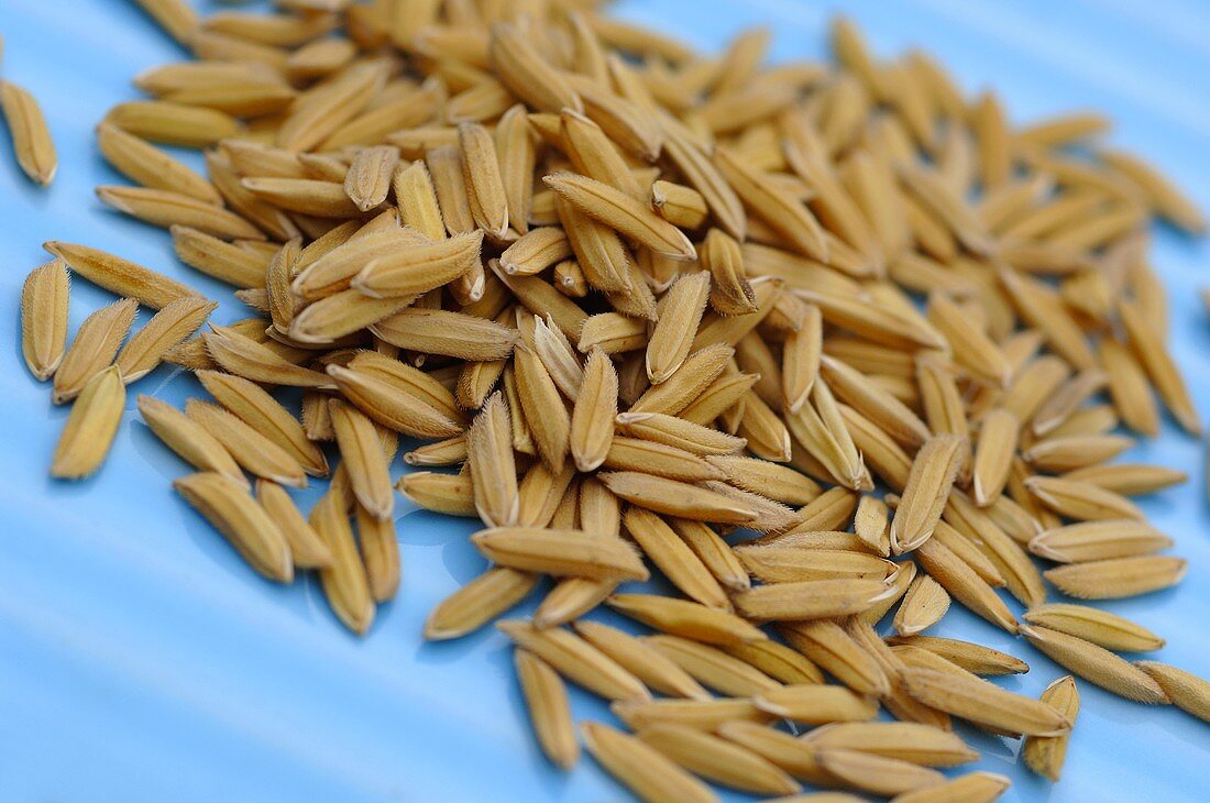 Unhulled long-grain rice on blue background