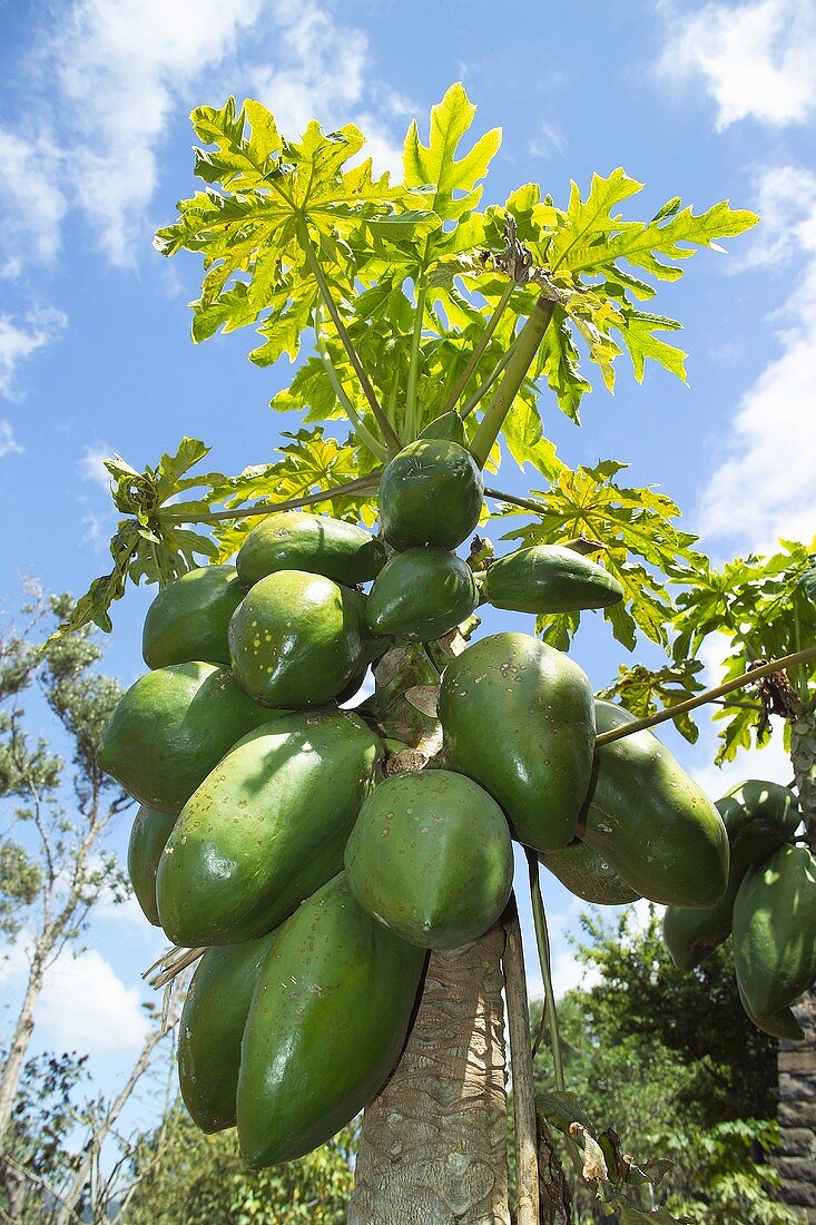 Papaya on the tree