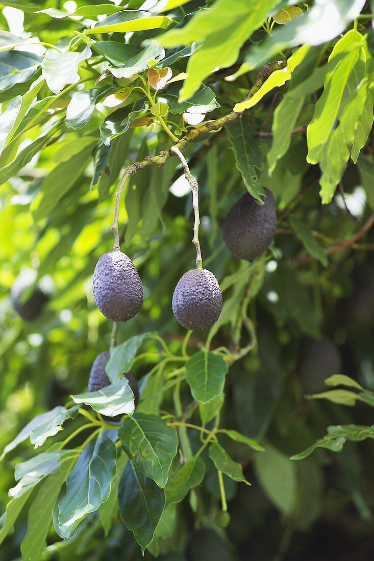 Avocados am Baum