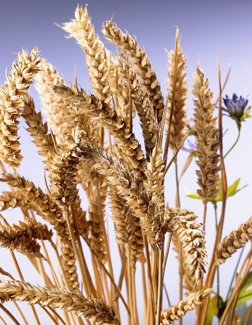 Ears of wheat with blue background