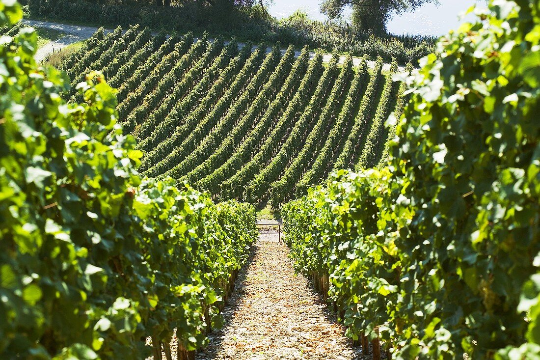 Vineyard in the Mosel region