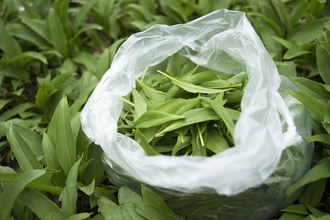 Fresh ramsons (wild garlic) leaves in a plastic bag