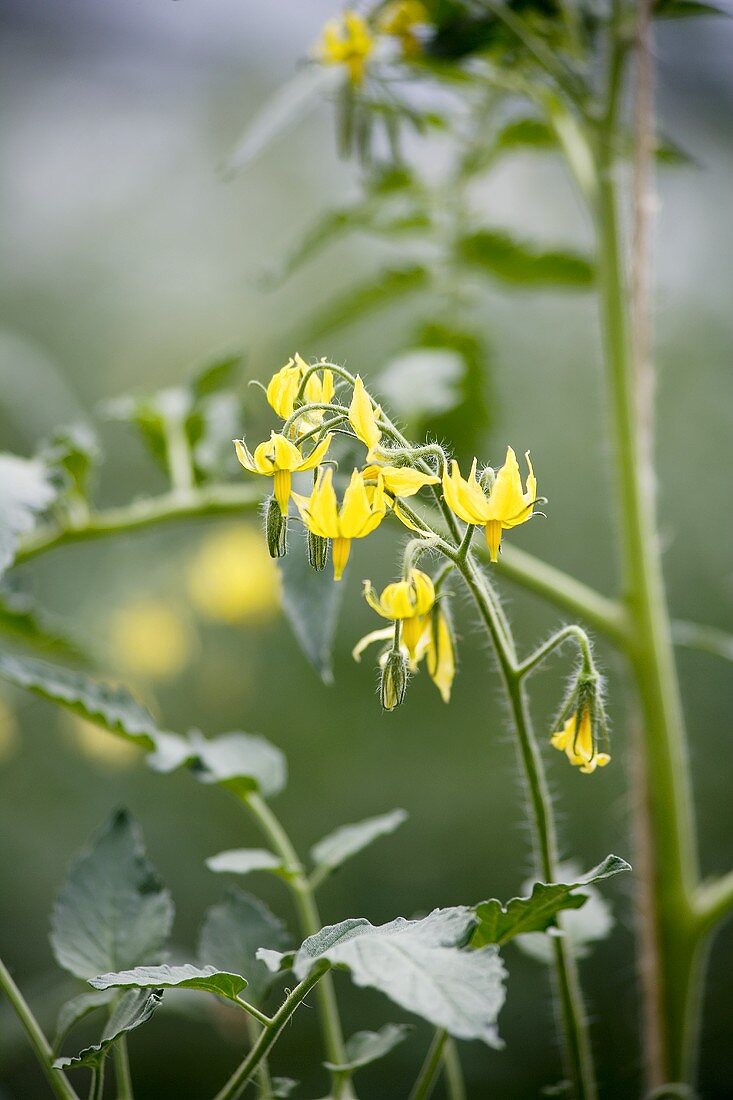 Tomatenblüte an der Pflanze