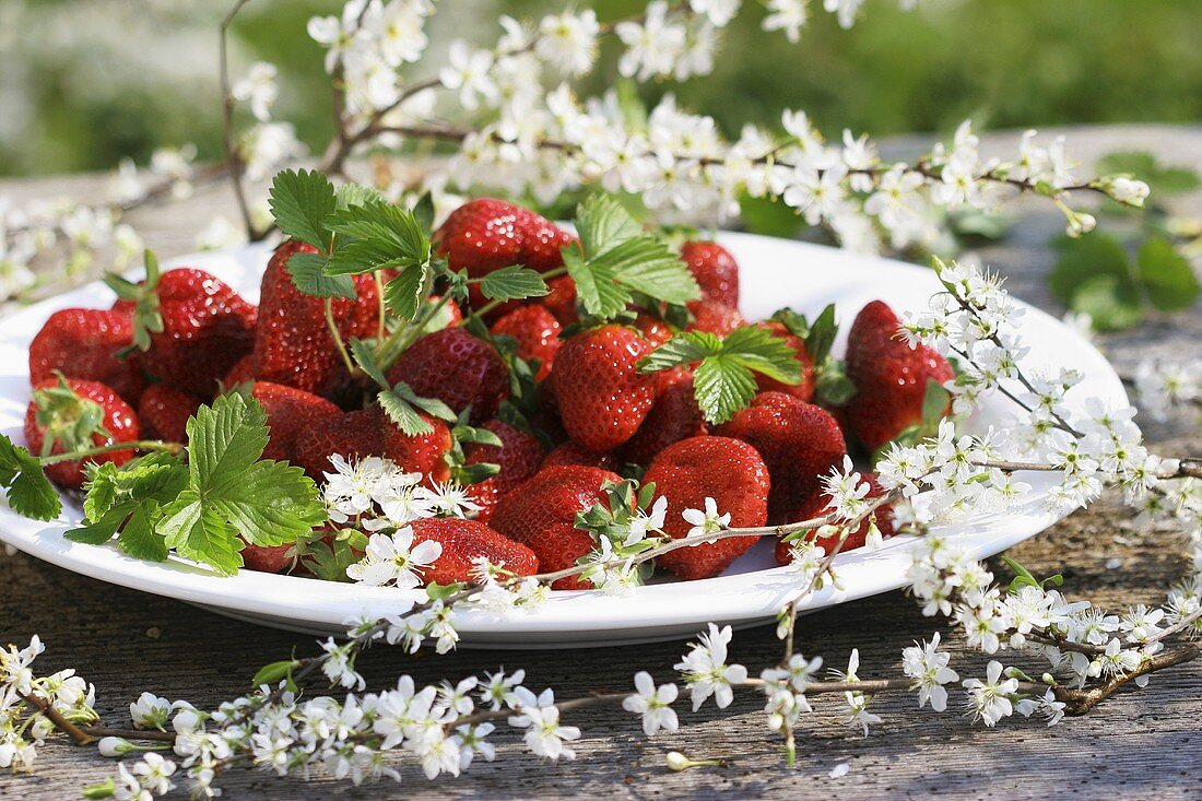 Frische Erdbeeren auf einem Teller umgeben von Schlehenblüten