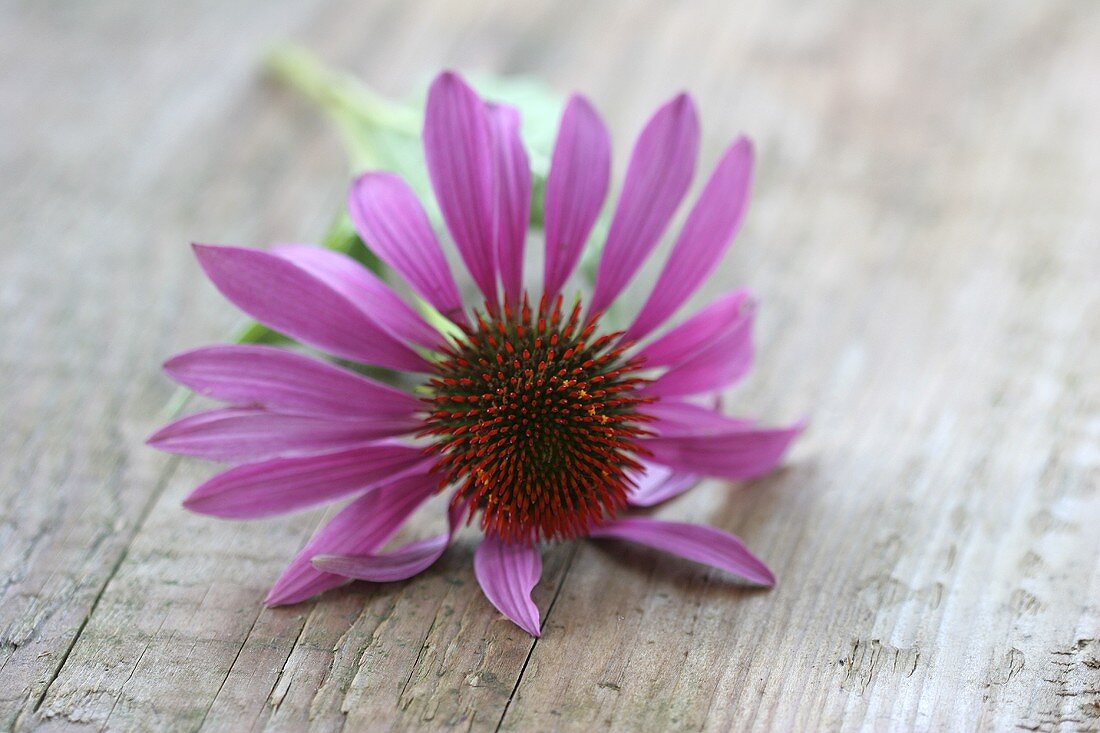 Roter Sonnenhut (Echinacea purpurea)