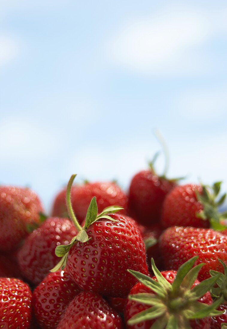 Strawberries with sky in background