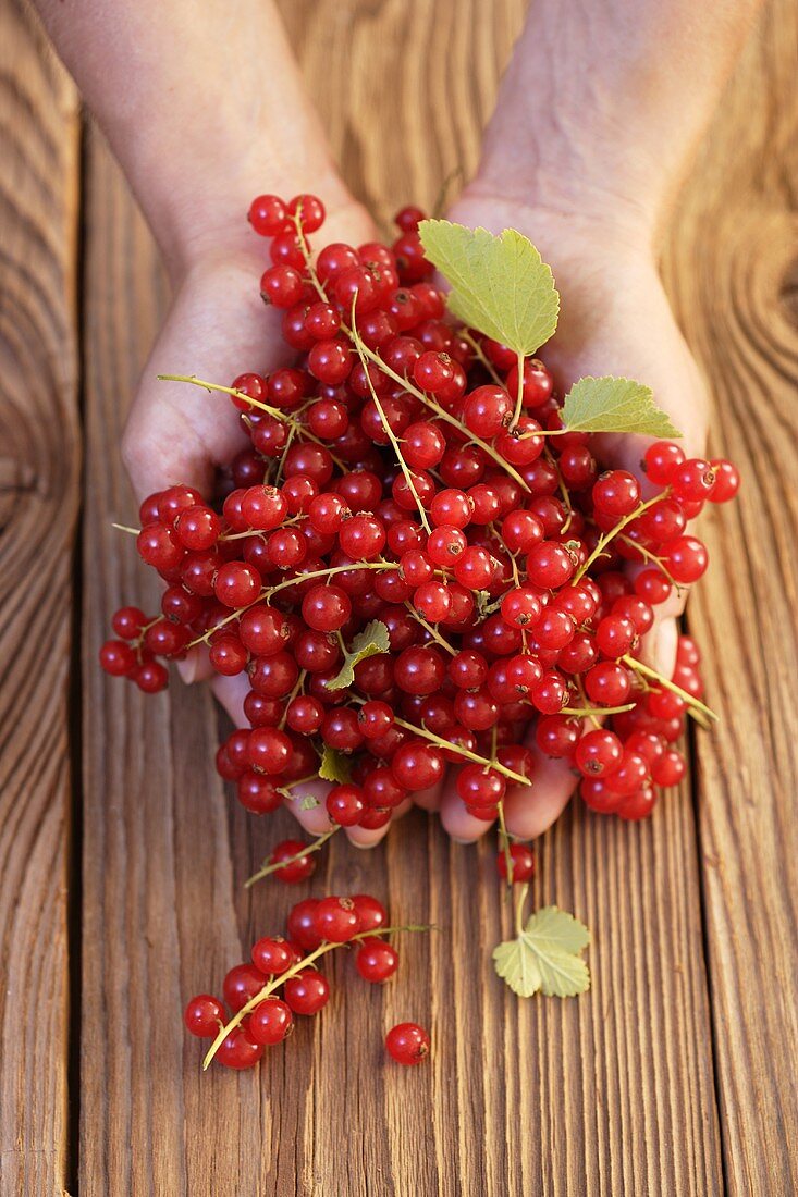 Zwei Hände halten rote Johannisbeeren