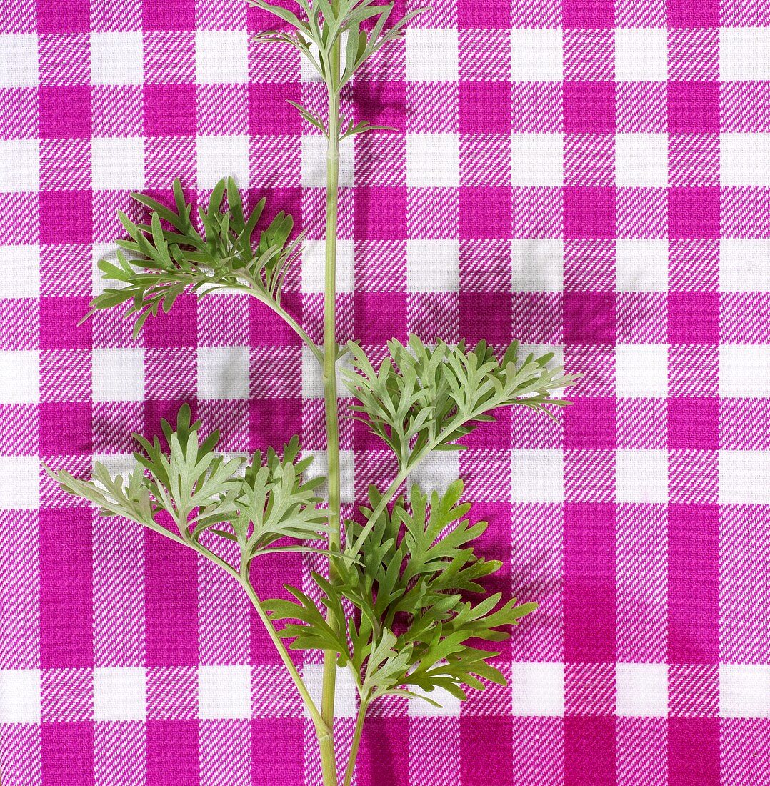 A sprig of wormwood on checked cloth