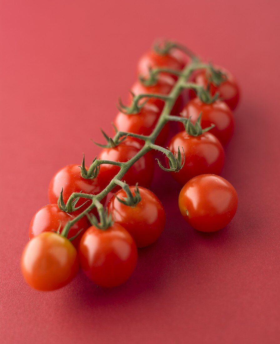 Red cherry tomatoes on the vine