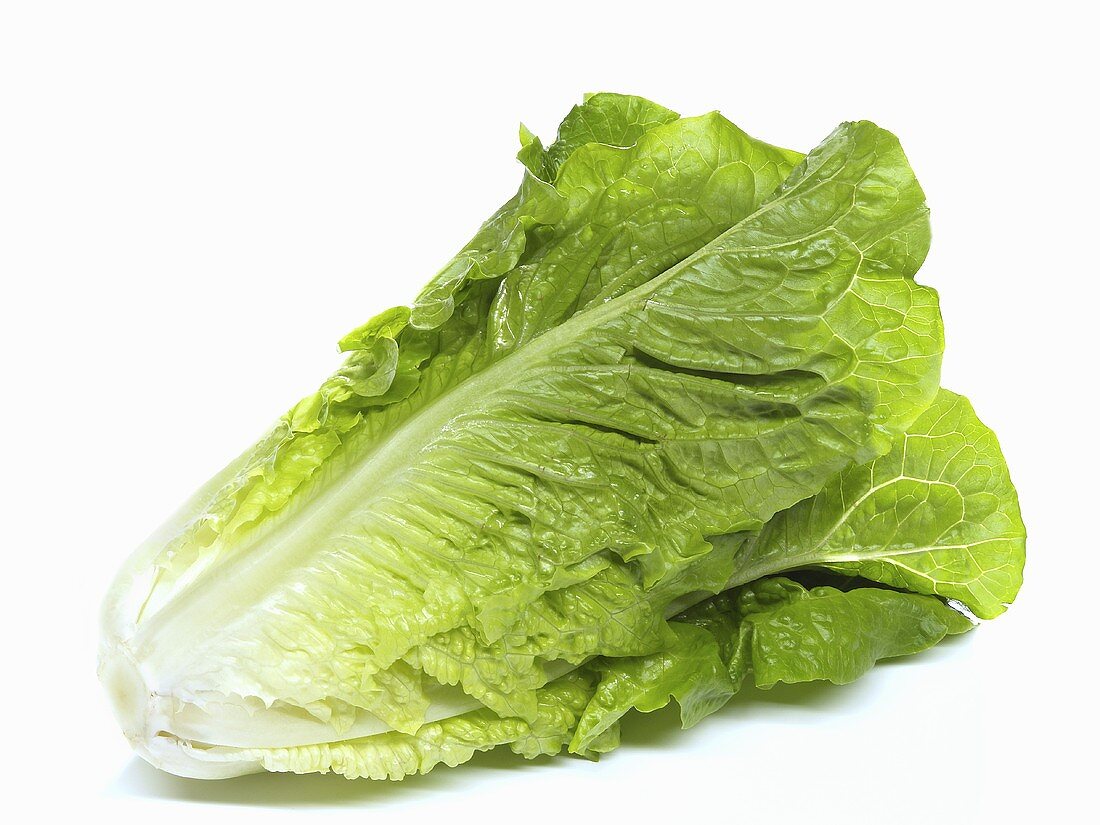 A head of Chinese cabbage