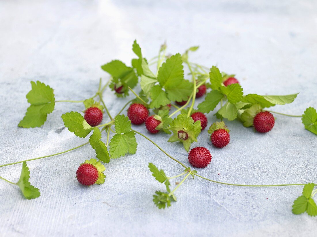 Wild strawberries with leaves and runners