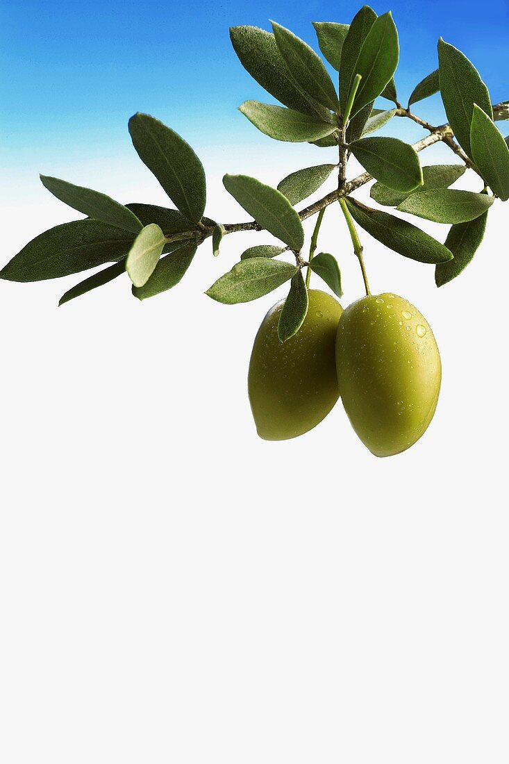 Two olives hanging on a branch