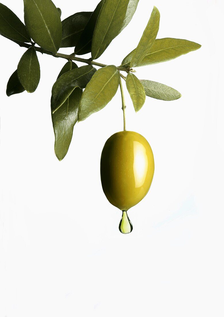 Olivenöl tropft von Olive