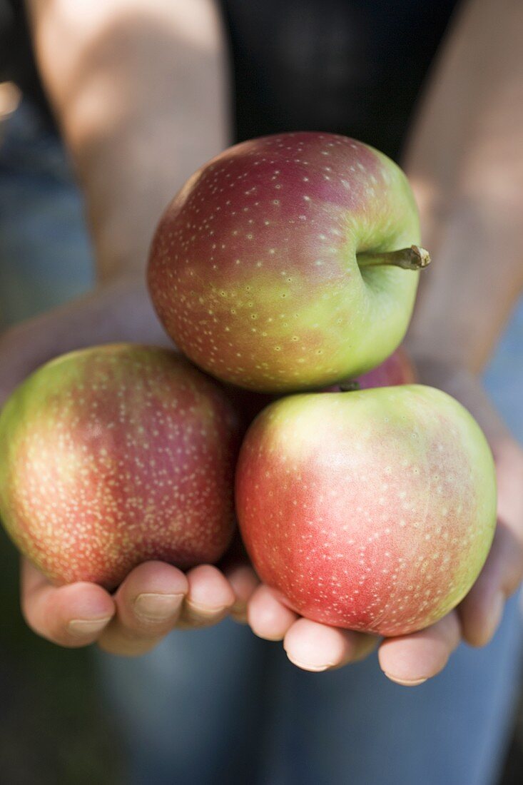 Two hands full of apples