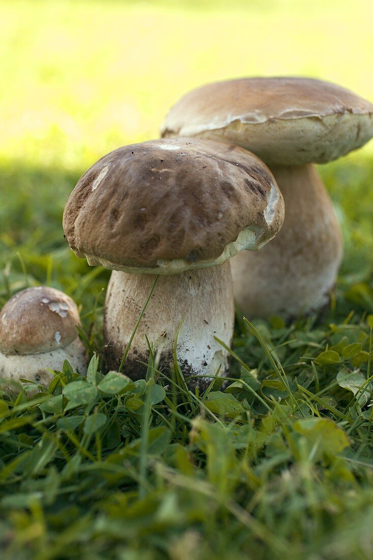 Drei Steinpilze auf der Wiese